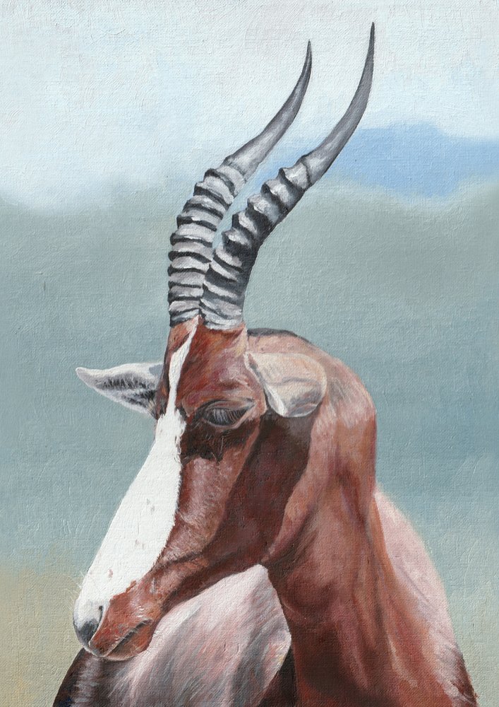 A blesbok békés tekintete alkotó: Viccy Wanliss