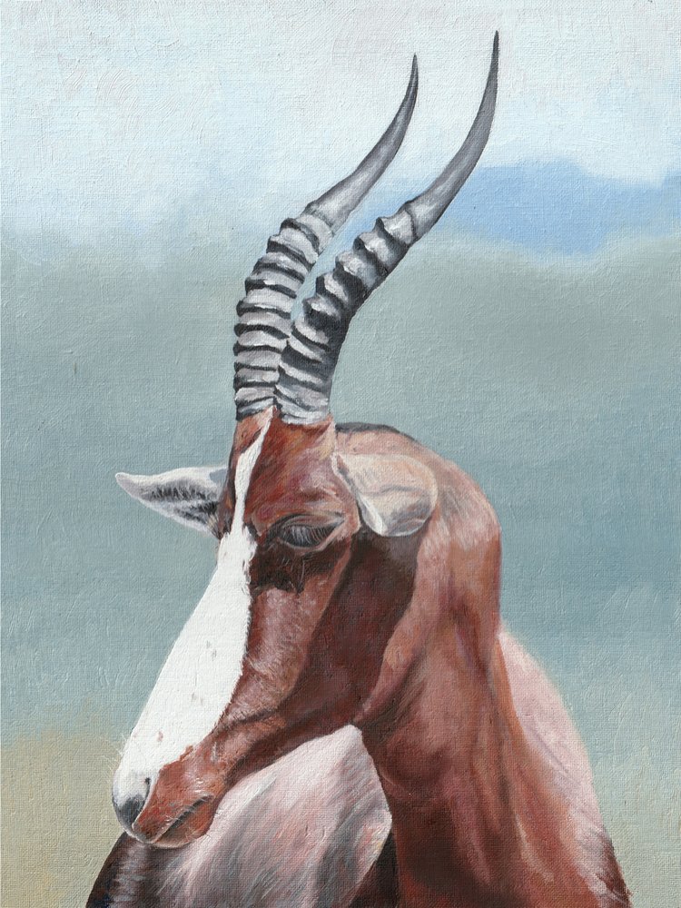 Nyugodt blesbok portré alkotó: Viccy Wanliss