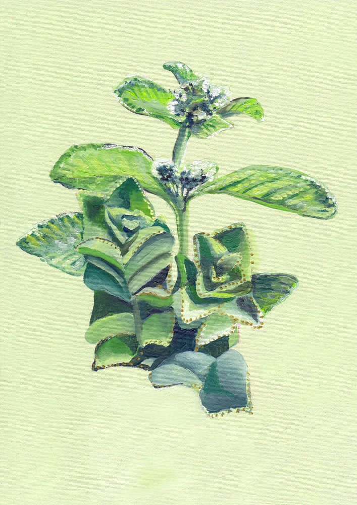  alkotó: Viccy Wanliss