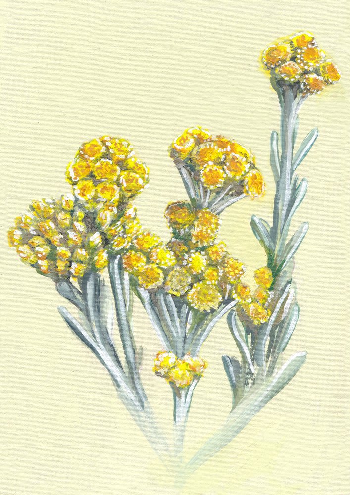  alkotó: Viccy Wanliss