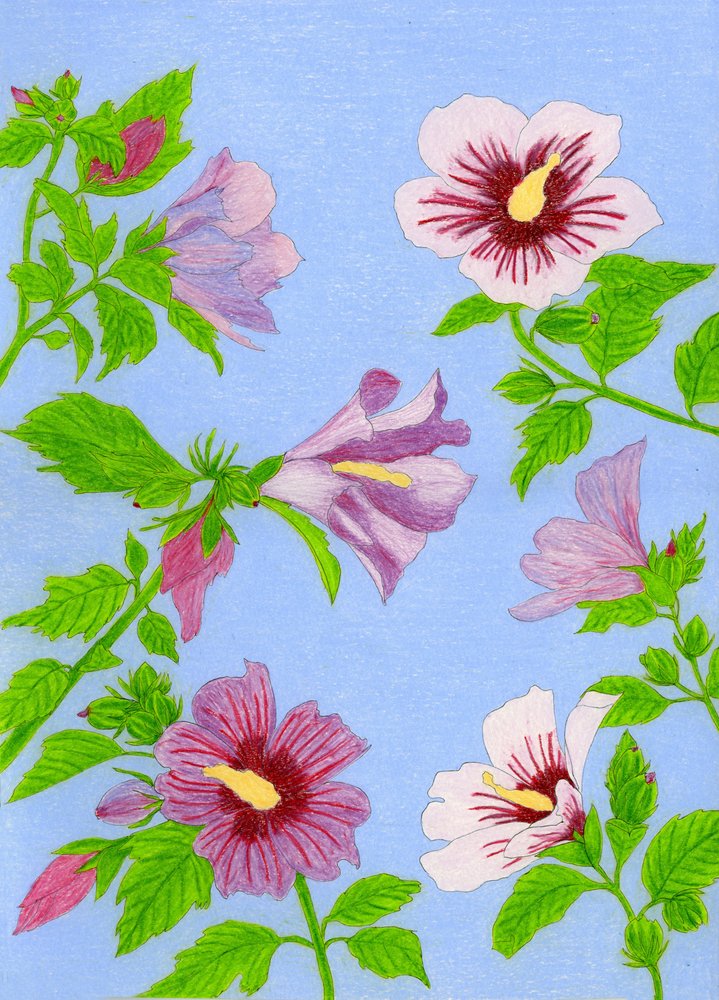 Virágzó hibiszkuszvirágok alkotó: Viktoriia Saunina