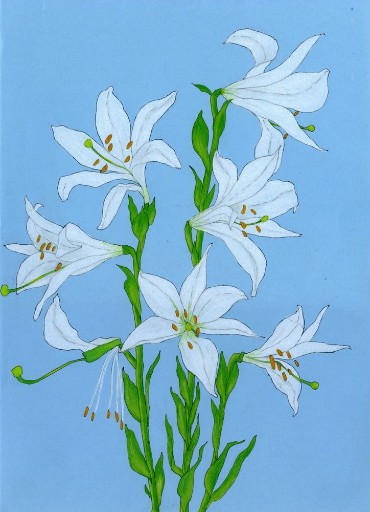Elegáns fehér liliomok alkotó: Viktoriia Saunina