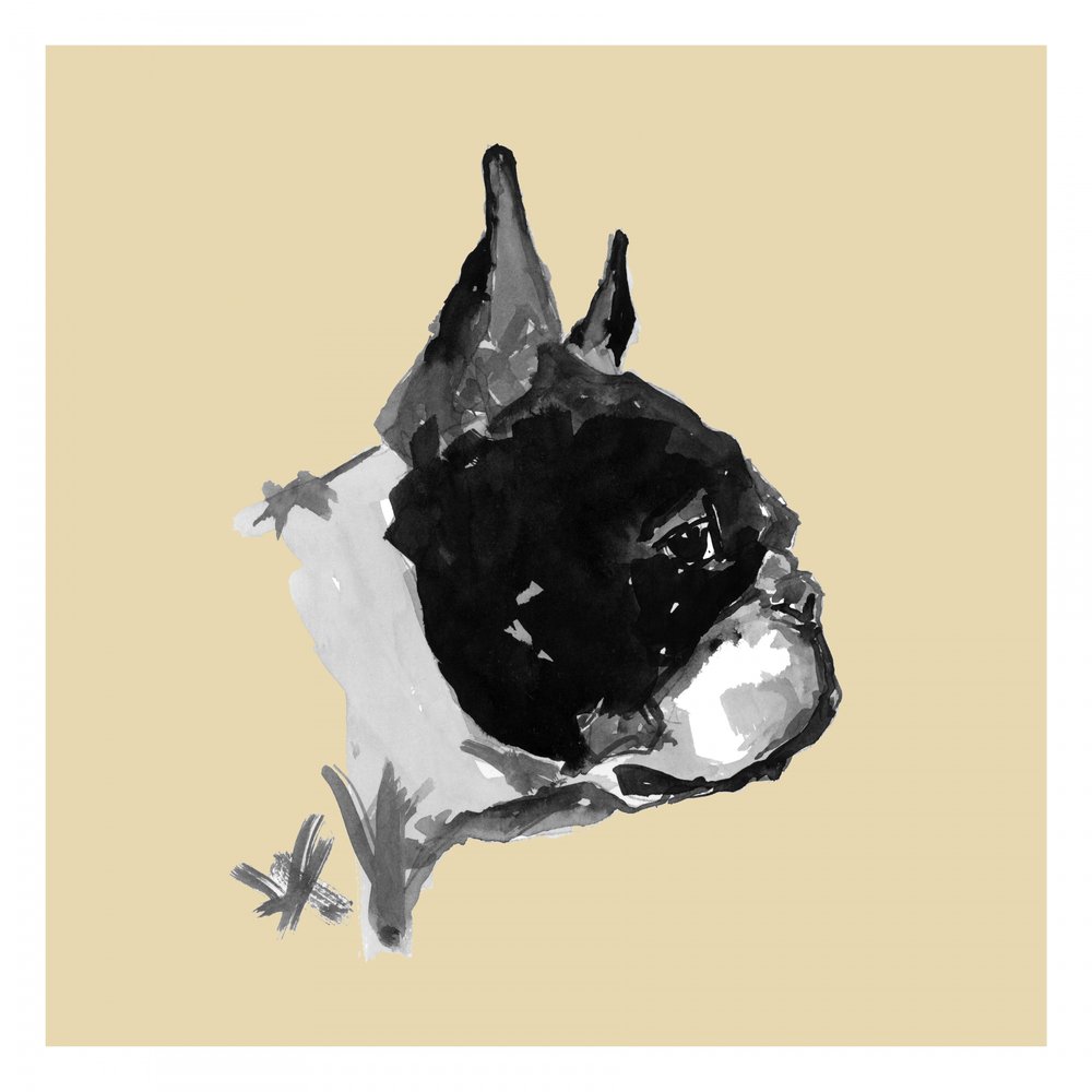 Kifejező bostoni terrier portré alkotó: cartissi