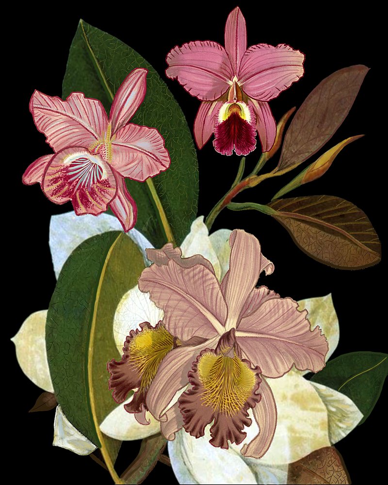  alkotó: giovanna nicolo