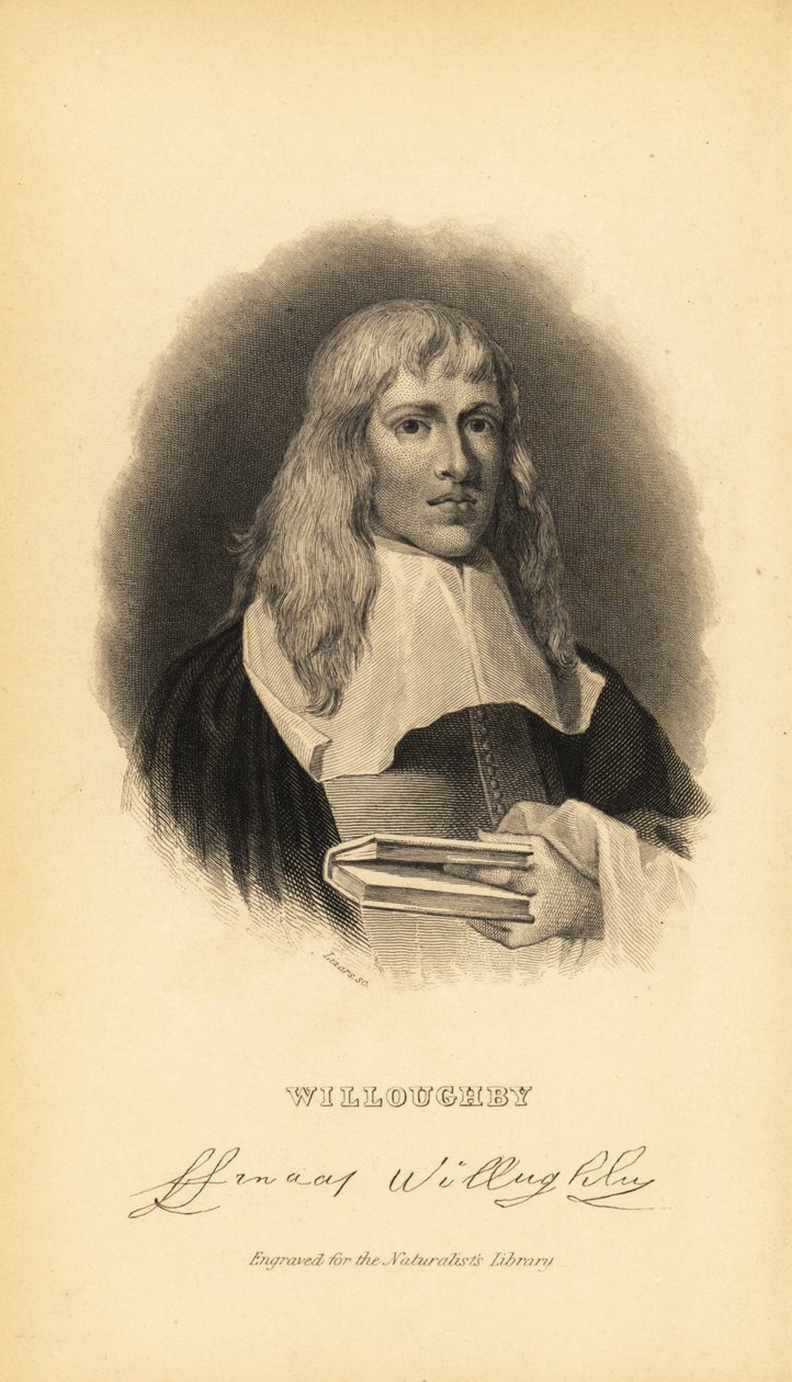 Francis Willoughby vagy Willoughby angol ornitológus és ichtiológus, 1635-1672 alkotó: Unknown
