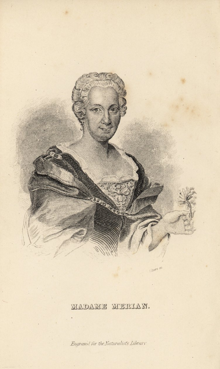 Madame Merian vagy Maria Sybilla Merian német természettudós, rovarkutató és tudományos illusztrátor, 1647-1717 alkotó: Unknown