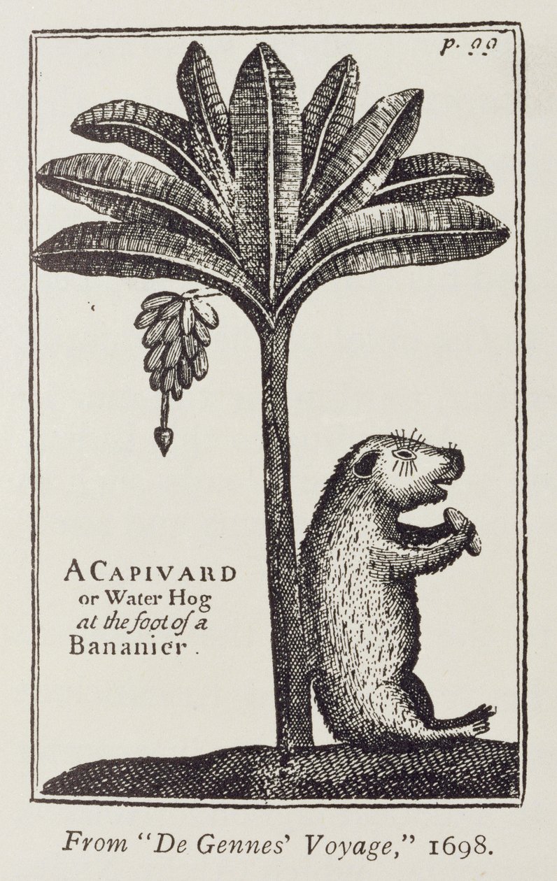 Capivard vagy vízi disznó egy banán lábánál, de Gennes „Utazás a Magellán-szorosba” című művéből, Sieur Froger, 1698, „A folyólemez romantikája” című kötetéből. Én, W. H. Koebel, 1914 alkotó: American School