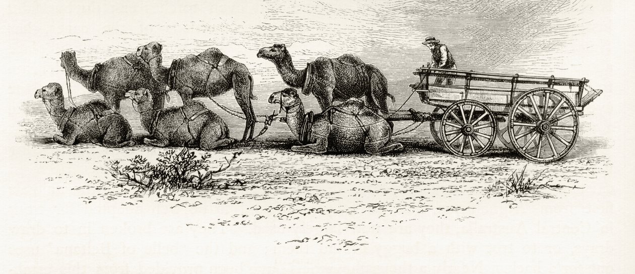 Az ausztráliai sivatagban anyagszállításra használt tevék, 1880 körül, Howard Willoughby "Australian Pictures" című művéből, amelyet a Religious Tract Society adott ki, London, 1886. alkotó: English School