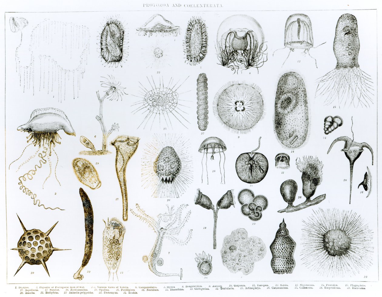 Protozoa és Coelenterata (litho) (bw fotó) alkotó: English School