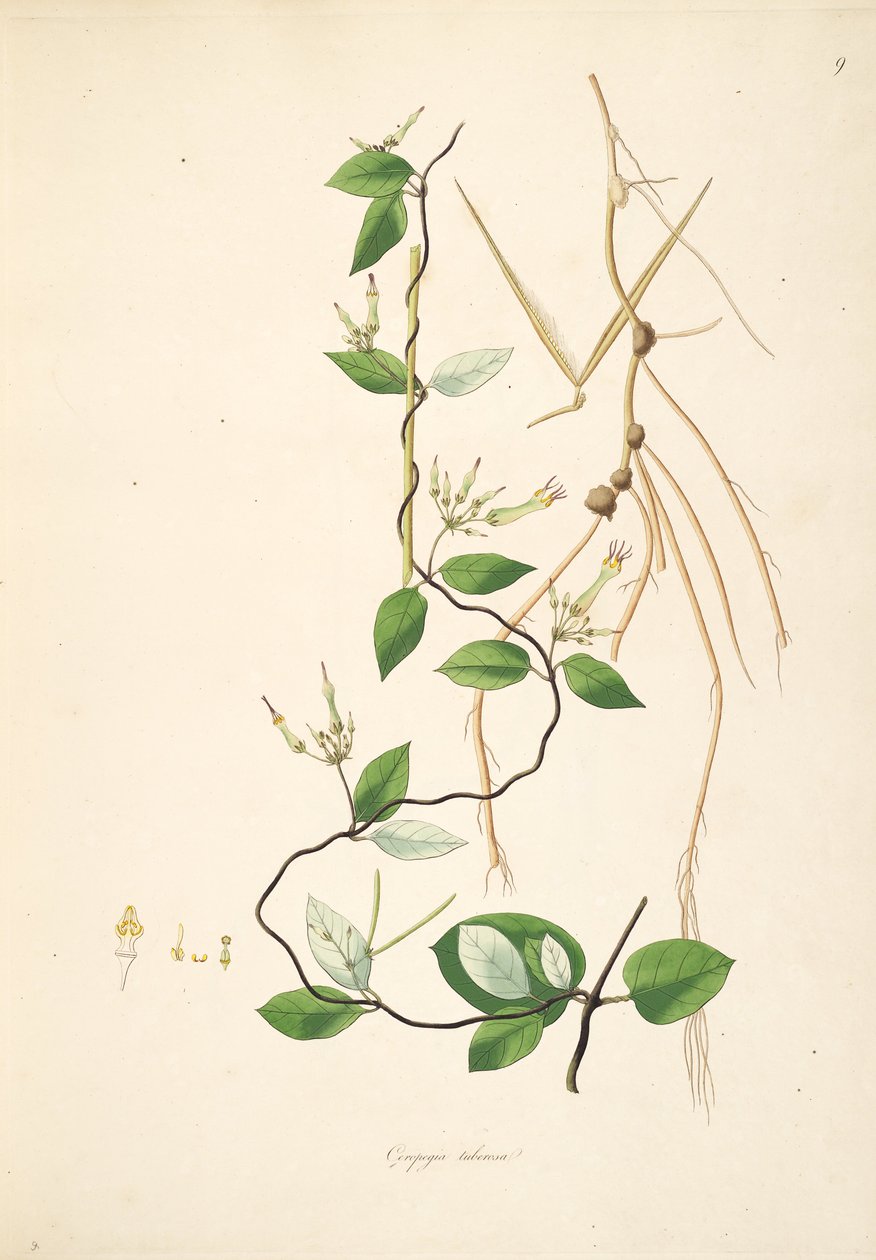 Ceropegia tuberosa (= Ceropegia candelabrum subsp. Tuberosa), Apocynaceae, Asclepiadoideae illusztrációja alkotó: anonymus