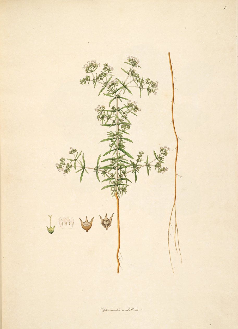 Illusztráció: Oldenlandia umbellata, Rubiaceae alkotó: anonymus