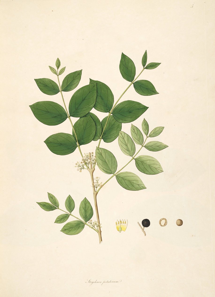 Strychnos potatorum, Loganiaceae illusztrációja alkotó: anonymus