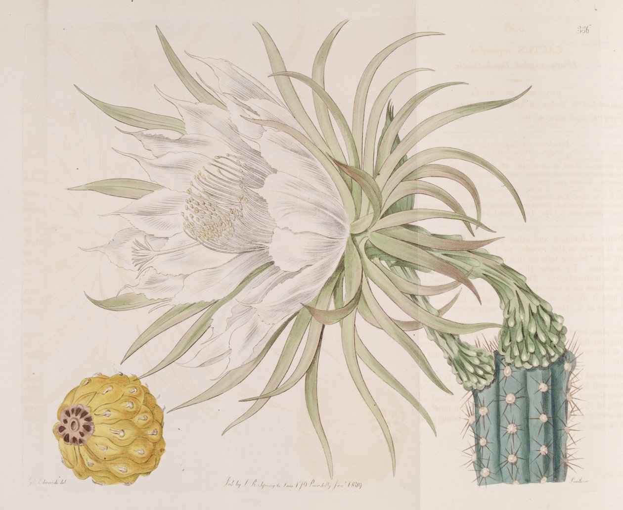 Harrisia gracilis alkotó: Edwards
