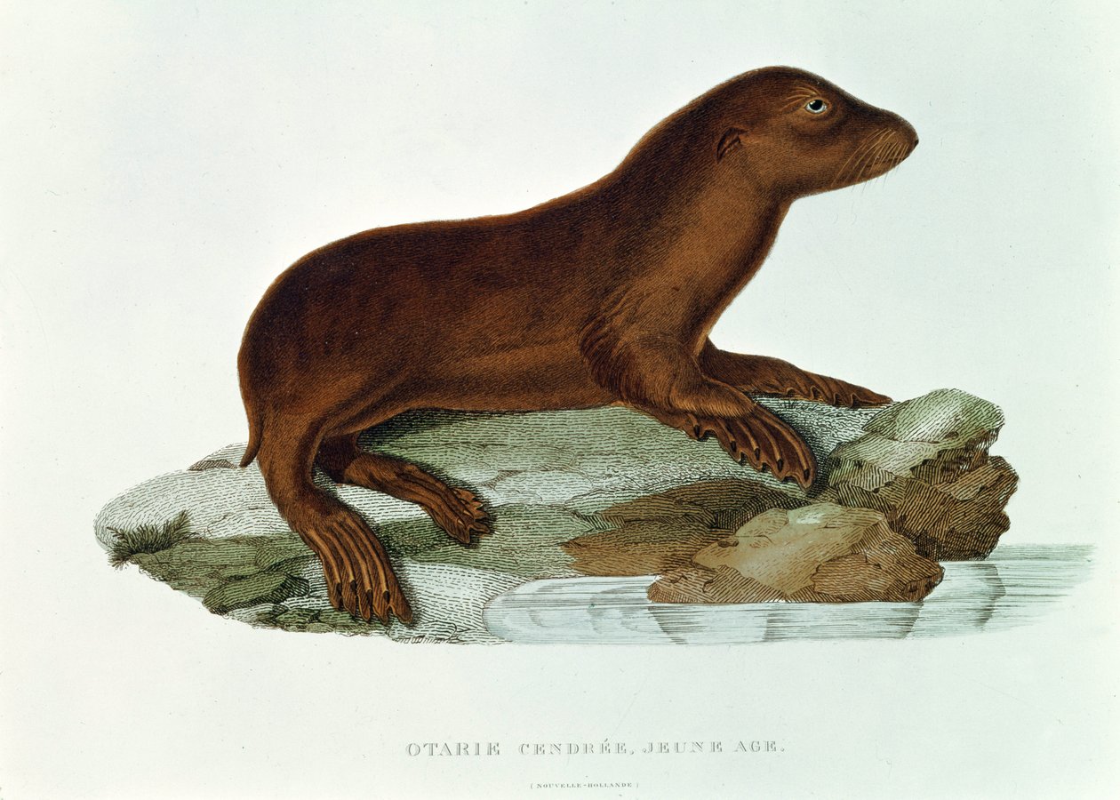 Ausztrál fókabébi (neophoca cinerea) illusztrációja Jules Seabstien Cesar Dumont d