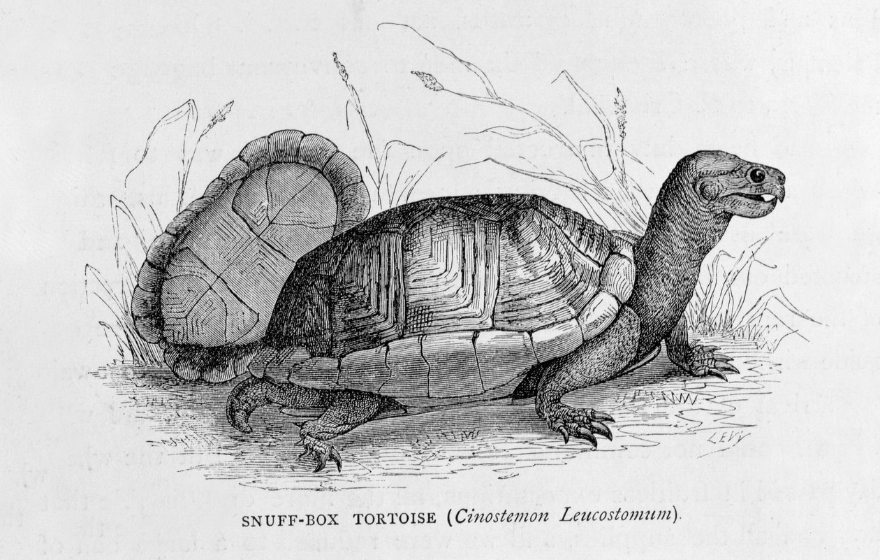 Claude-Joseph-Desire Charnay tubákos teknős (Cinostemon Leucostomum) az „Az új világ ősi városai”-ból, pub. 1887 (metszet) alkotó: French School