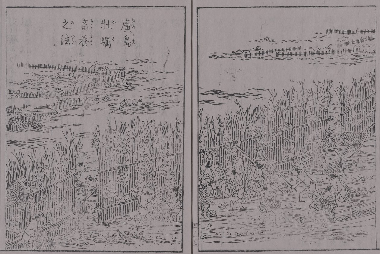 Japán Sankai különleges osztriga volumen 3 Hirosima osztriga Hirosima osztriga tenyésztési módszer alkotó: 蔀関月 Kangetsu