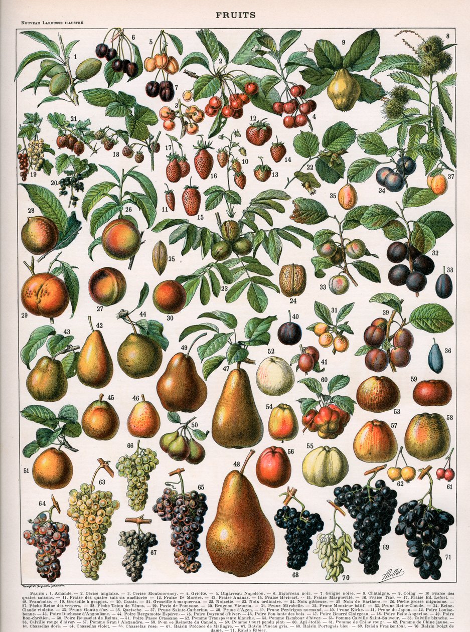 Gyümölcsfajták illusztrációja, 1905-1910 körül (színes litho) alkotó: (after) Alillot