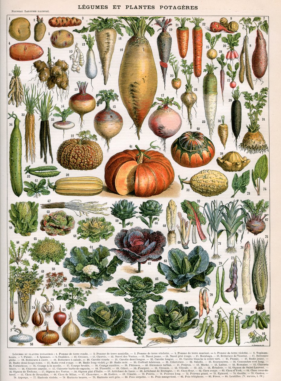 Zöldségfajták illusztrációja, 1905-1910 körül (színes litho) alkotó: (after) Alillot