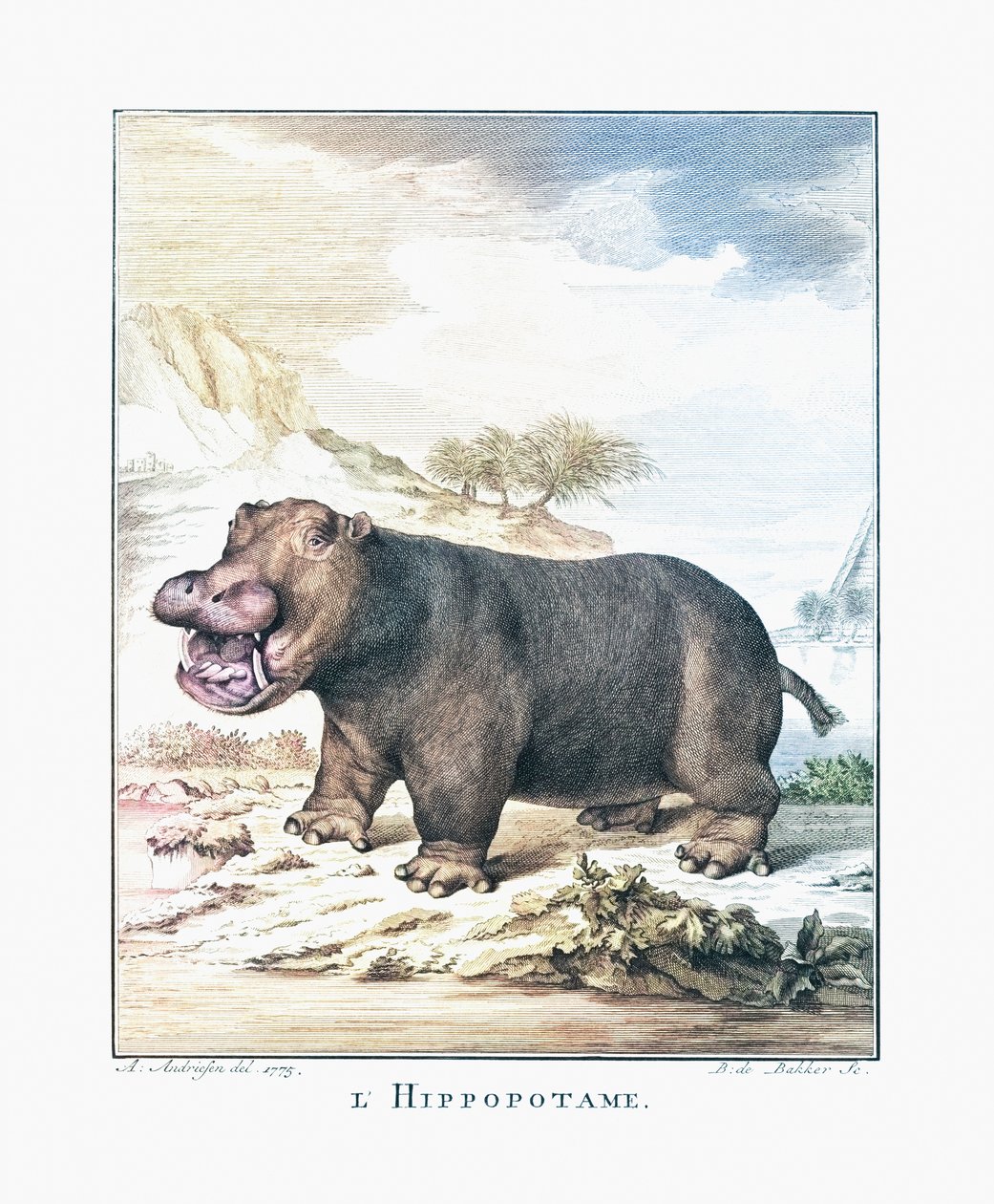 Víziló (Hippopotamus amphibius) alkotó: (after) Dutch School