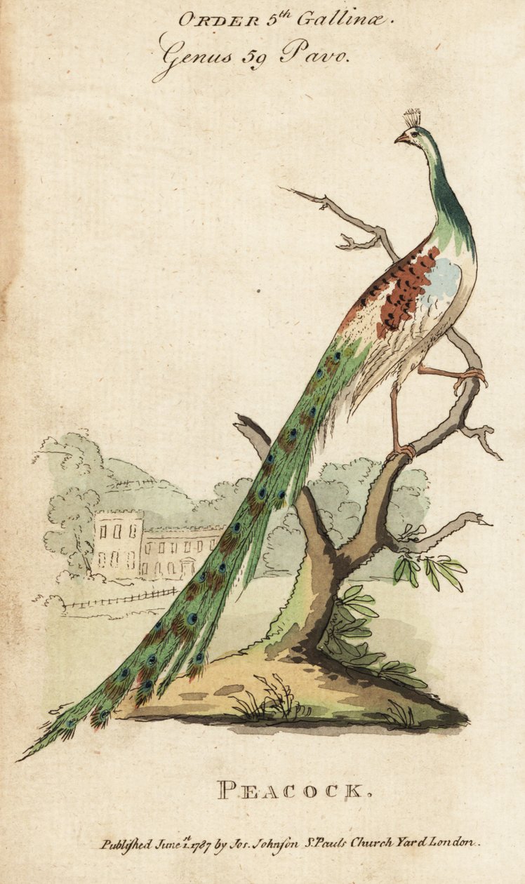 Indiai páva vagy páva, Pavo cristatus alkotó: (after) English School