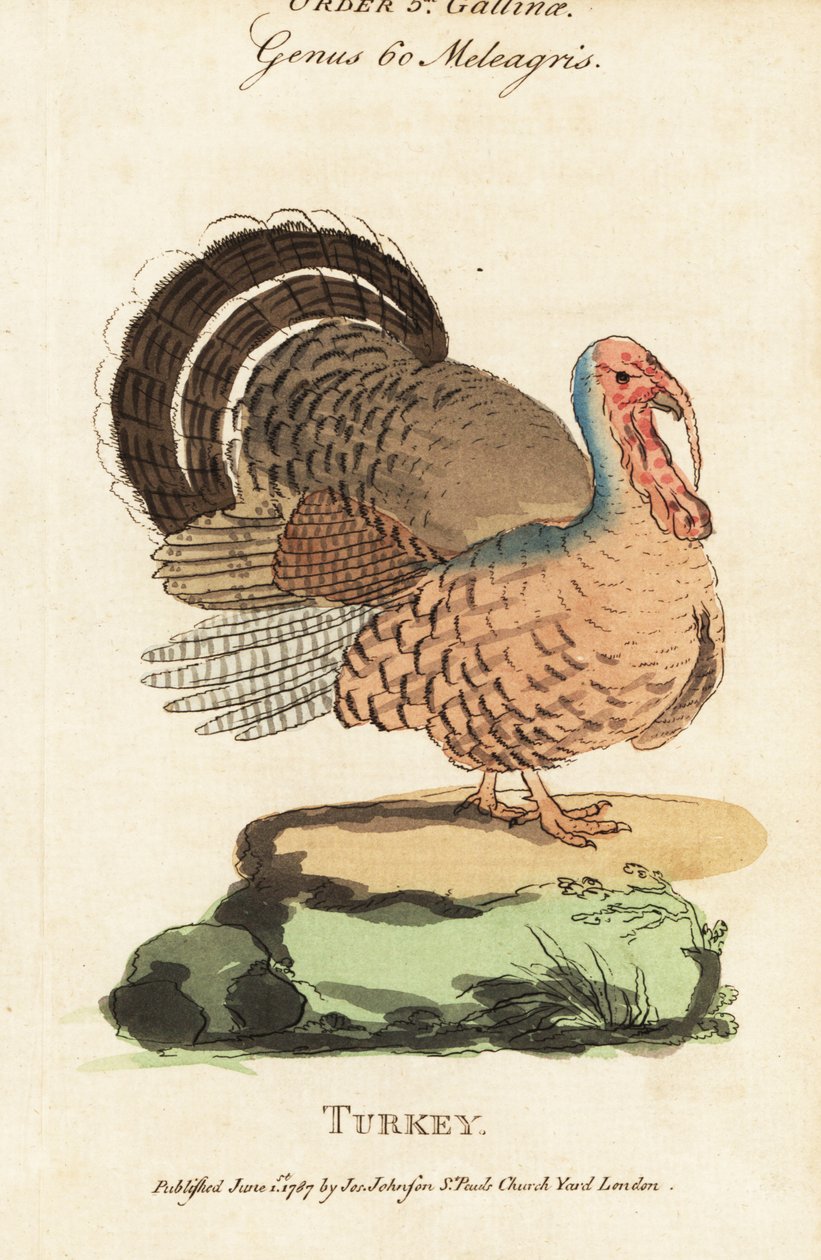 Törökország, Meleagris gallopavo alkotó: (after) English School