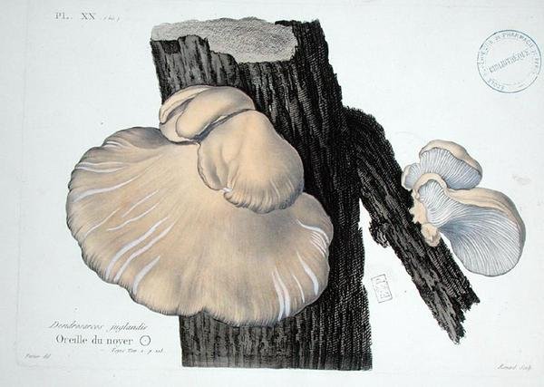 Dendrosarcos juglandis, 20. tábla J. H. Leveille „Iconographie des Champignons de J.J. Paulet”-ből, Renard metszet alkotó: (after) Fossier