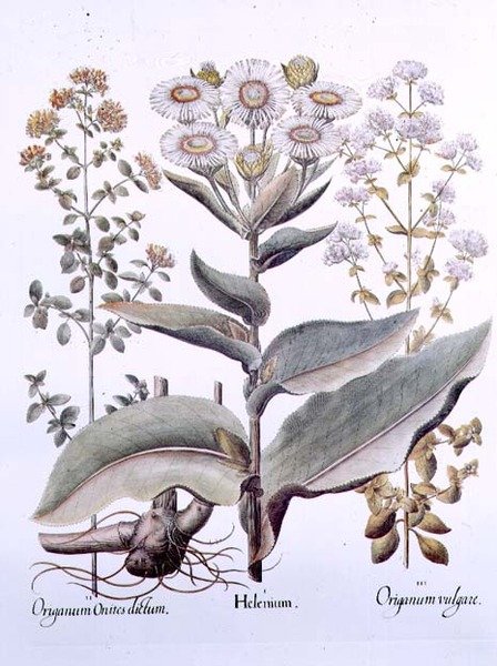 Helénium és Origanum alkotó: (after) German School