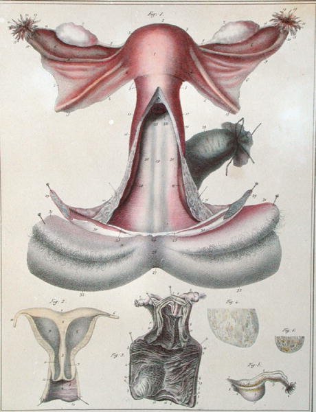 A méh anatómiája Jules Cloquet (1790-1883) „Manuel d