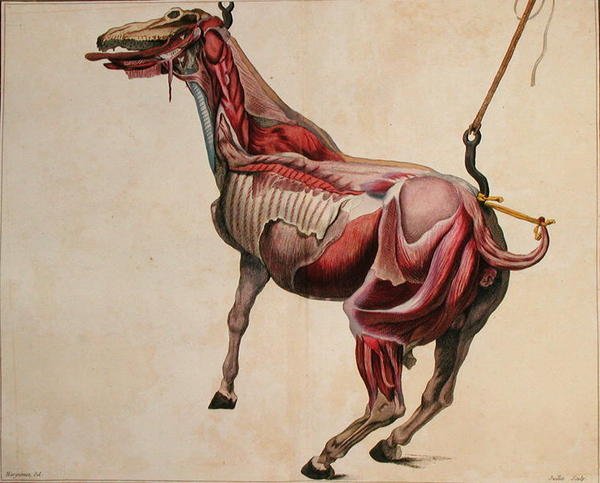 Nyúzott ló, Philippe-Etienne Lafosse (1738-1820) „Cours d