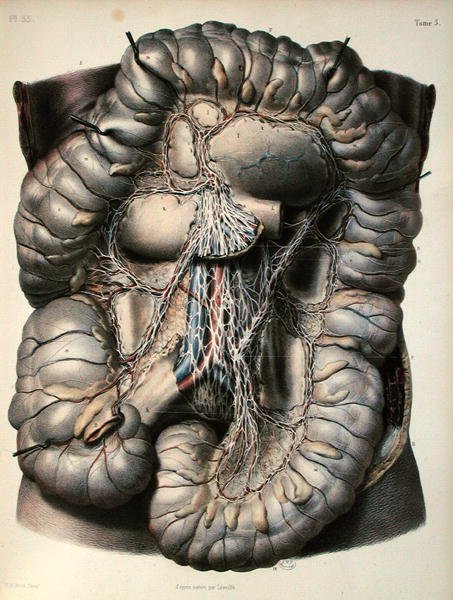 A vastagbél idegei, The Brain, Jean-Baptiste Marc Bourgery (1797-1849) „Traite Complet de l