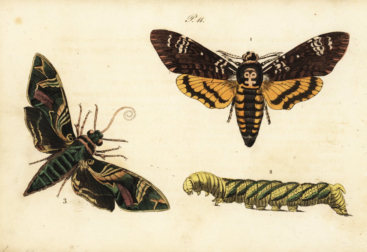 Az afrikai elpusztult sólyommoly és lárva, az Acherontia atropos 1,2 és a leander héja lepke, a Daphnis nerii 3 alkotó: Unknown