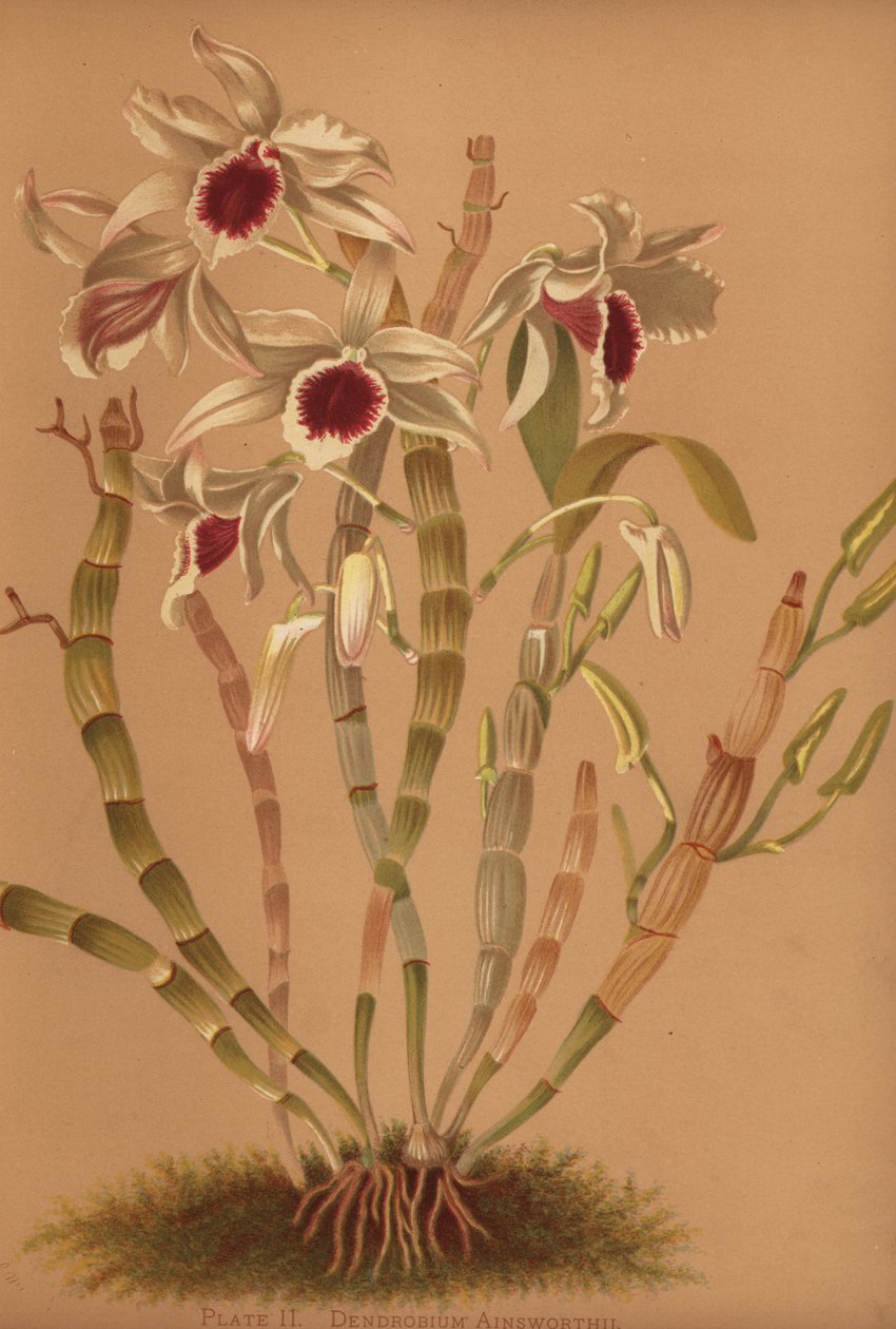 Ainsworths hibrid dendrobium orchidea, Dendrobium x ainsworthii alkotó: Unknown