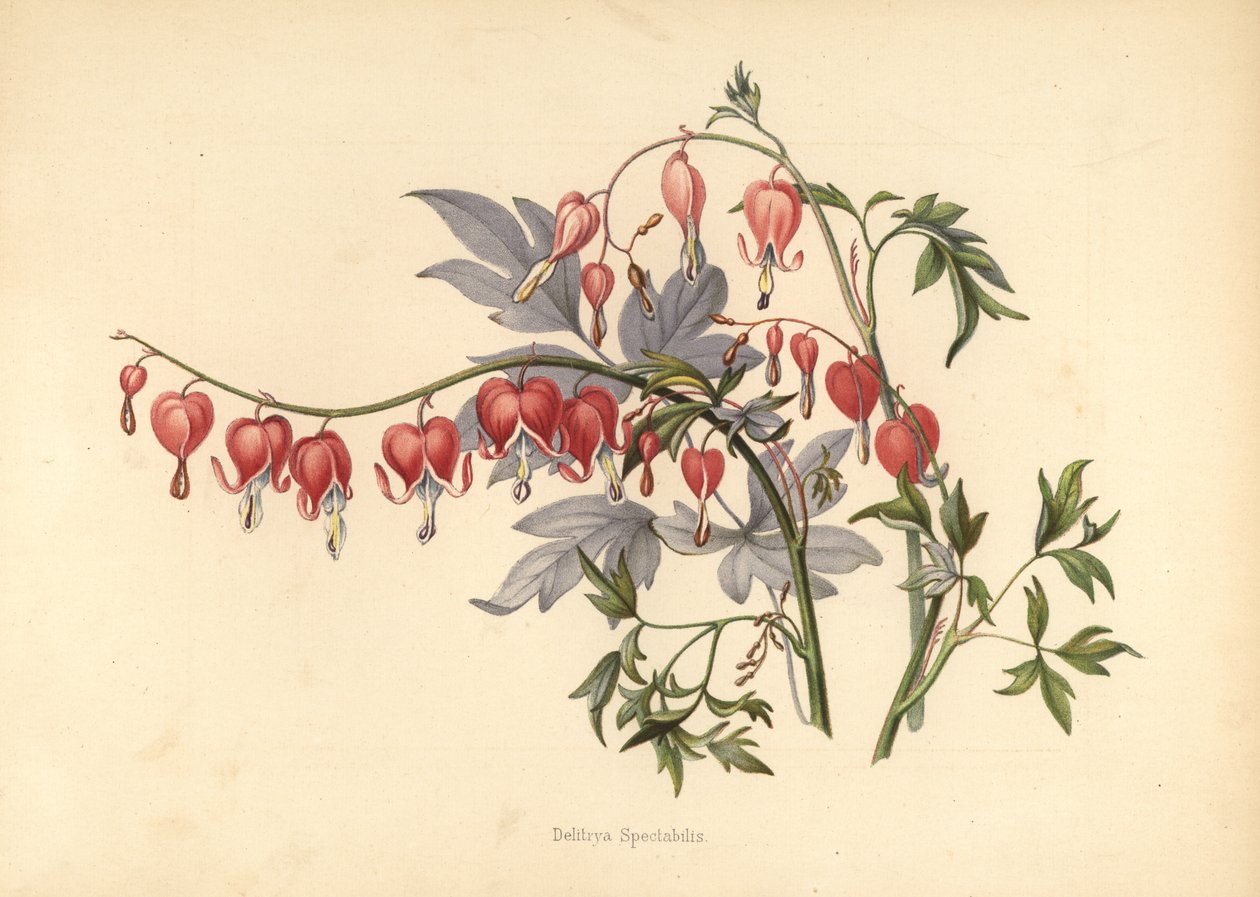 Ázsiai vérző szív, Lamprocapnos spectabilis (Delitrya spectabilis) alkotó: Unknown