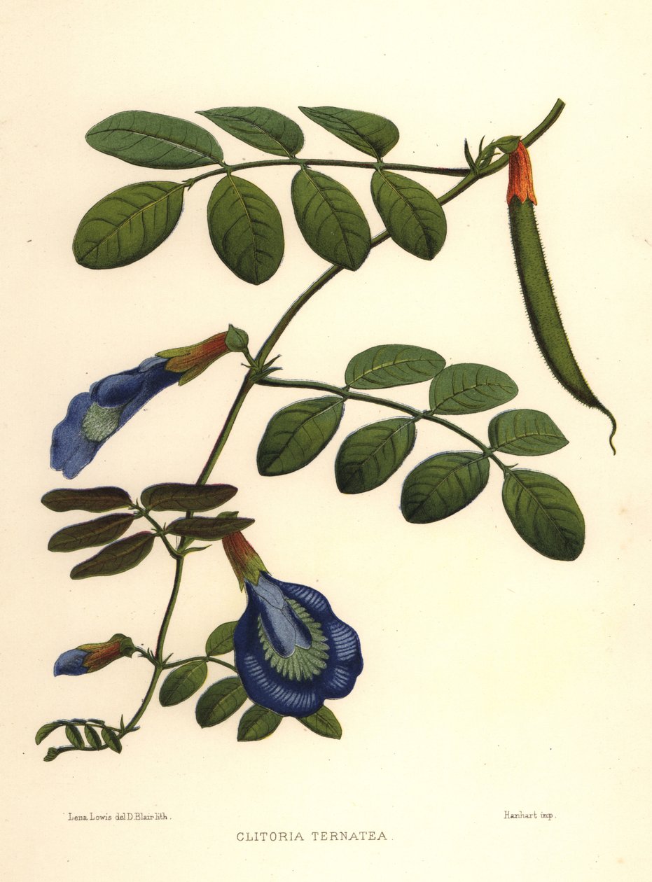 Ázsiai galambszárny, pillangóborsó vagy Darwin borsó, Clitoria ternatea alkotó: Unknown