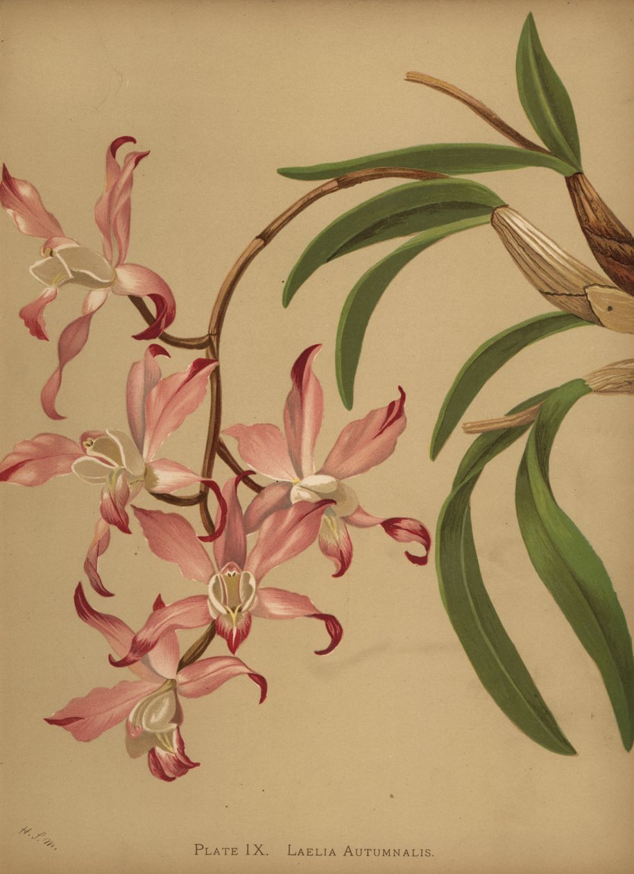 Őszi laelia orchidea, Laelia autumnalis alkotó: Unknown