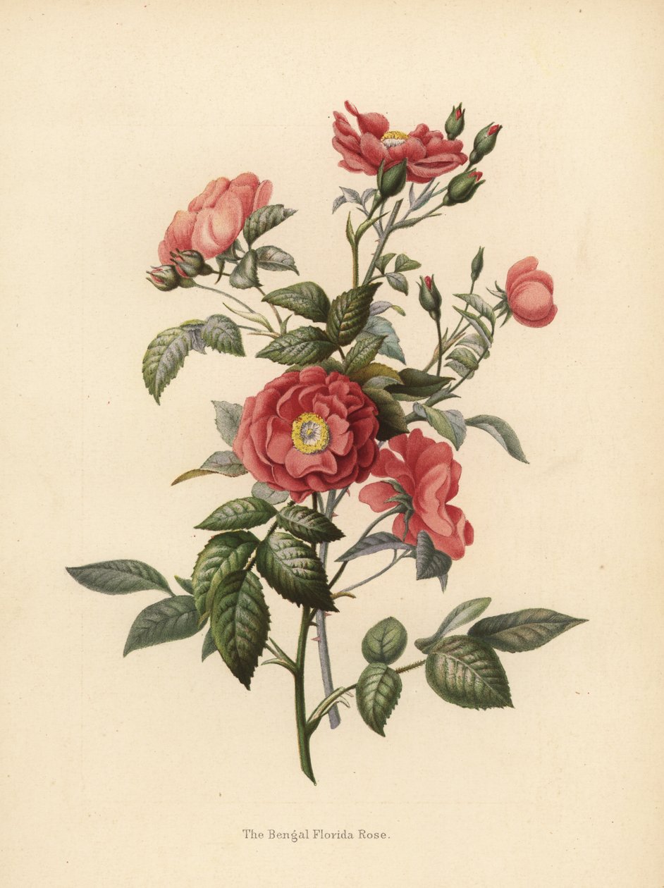 Bengáli floridai rózsa, Rosa chinensis (Rosa bengalensis) alkotó: Unknown
