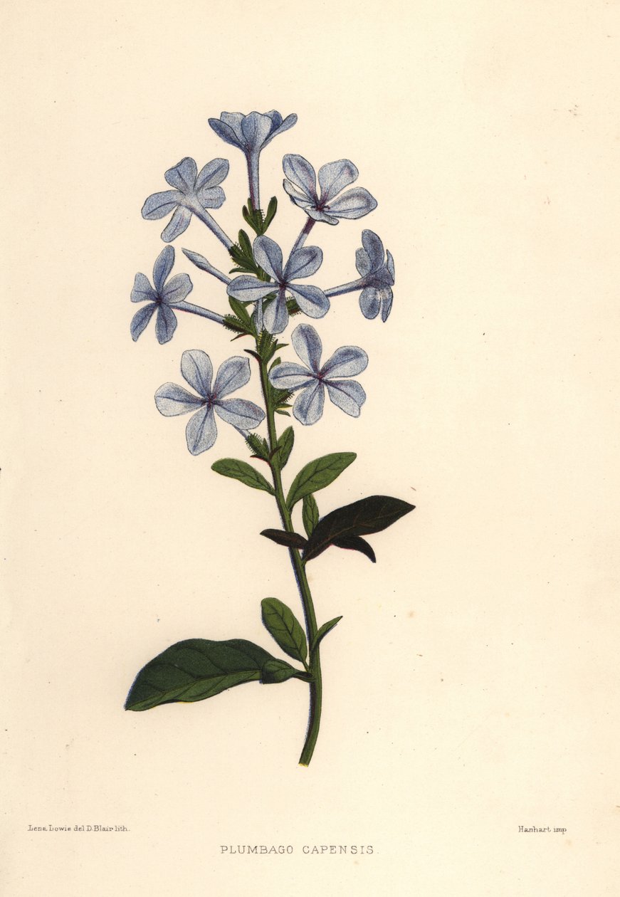 Blue plumbago vagy Cape ólomfű, Plumbago auriculata (Plumbago capensis) alkotó: Unknown