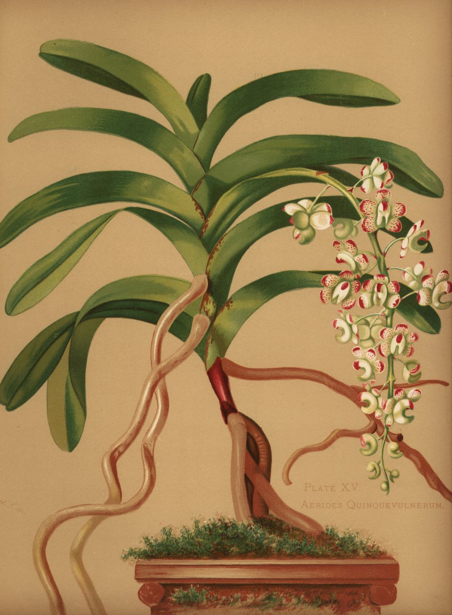 Macskafarkú vagy rókakefe orchidea, Aerides quinquevulnera alkotó: Unknown