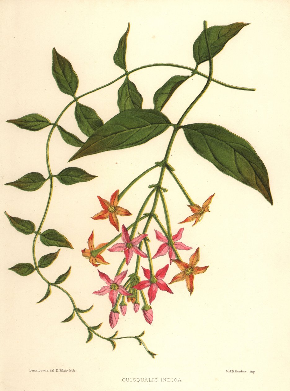 Kínai lonc vagy Rangoon kúszónövény, Combretum indicum (Quisqualis indica) alkotó: Unknown