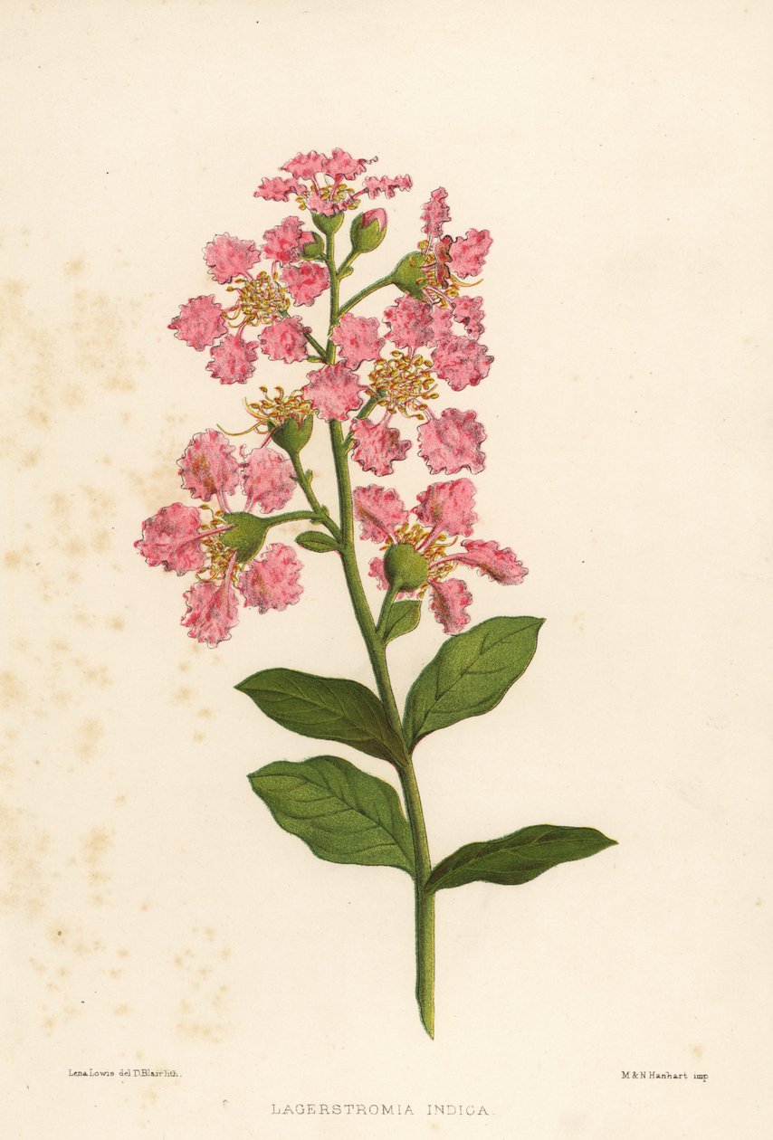 Crape mirtusz, Lagerstromia indica alkotó: Unknown