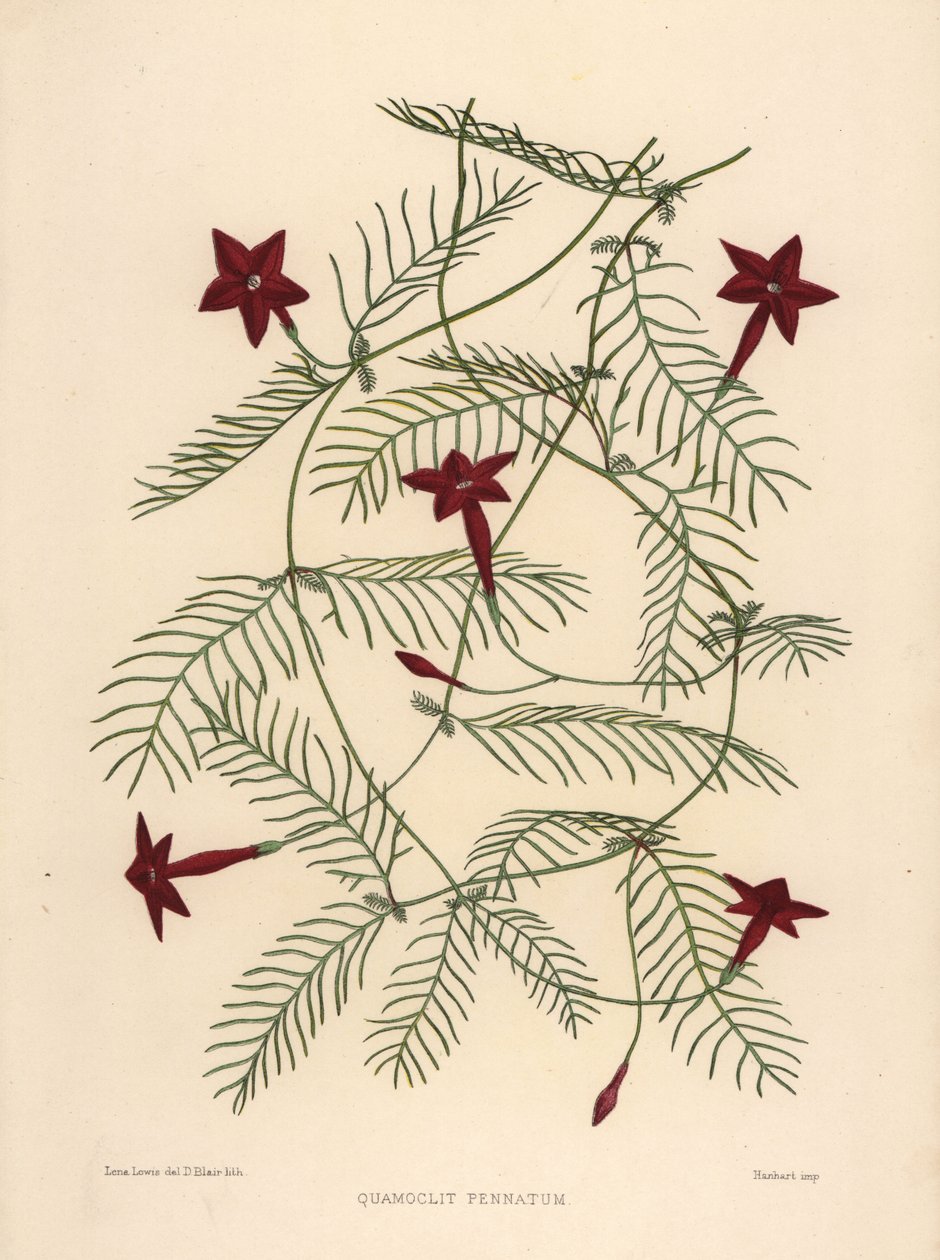 Ciprusszőlő vagy ciprusszőlő hajnalka, Ipomoea quamoclit (Quamoclit pennatum) alkotó: Unknown