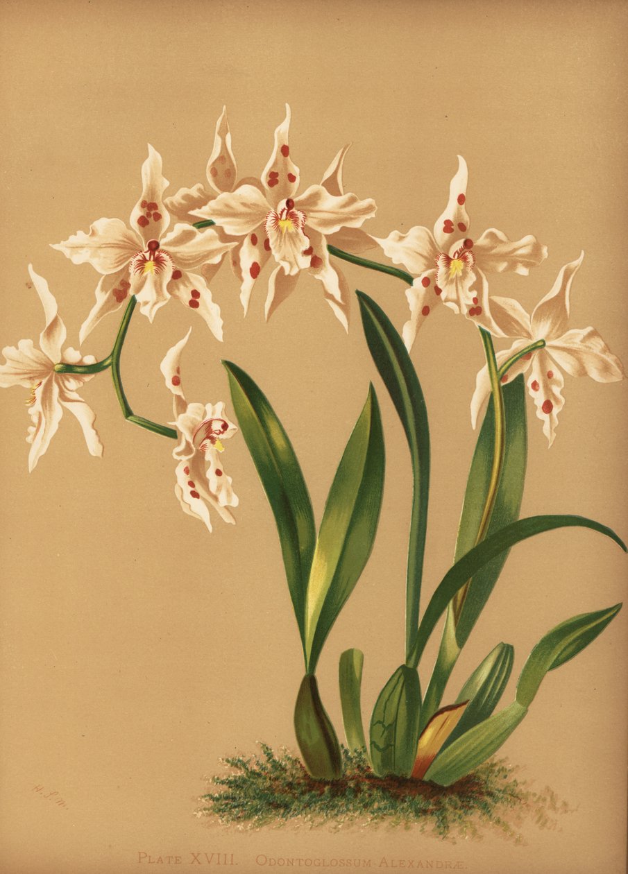 Táncoló hölgy orchidea, Oncidium alexandrae (Odontoglossum alexandrae) alkotó: Unknown