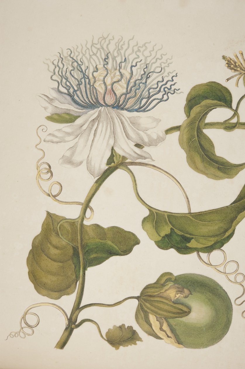 Részlet a Metamorphosis Insectorum Surinamensium XXI. táblájáról, Maria Sibylla Merian, 1705 alkotó: Unknown