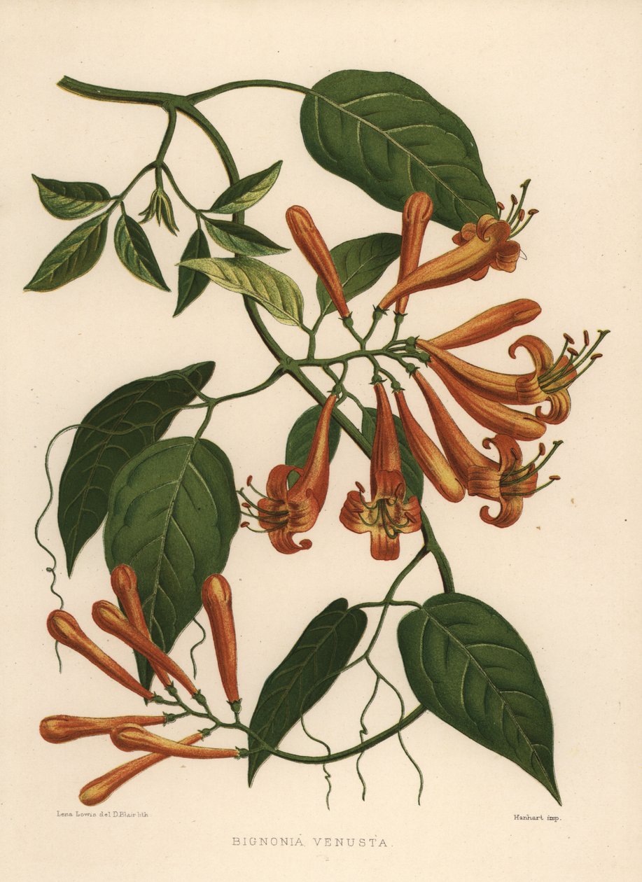 Lángvirág vagy narancstrombita Pyrostegia venusta (Bignonia venusta) alkotó: Unknown