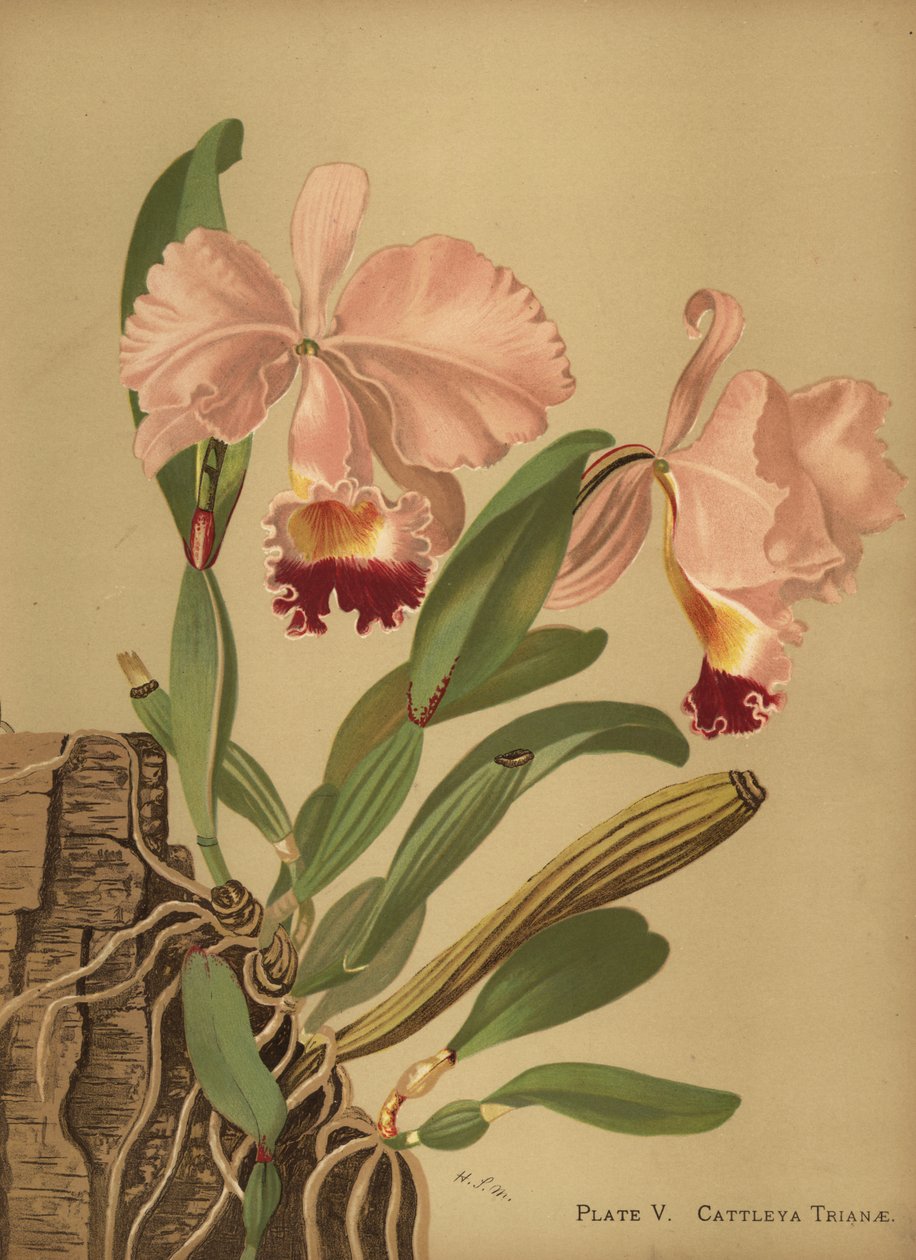 Flor de Mayo vagy karácsonyi orchidea, Cattleya trianae alkotó: Unknown