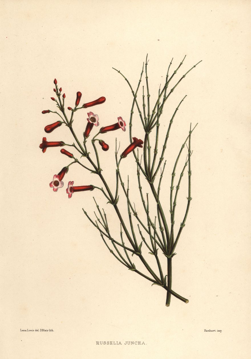 Szökőkútbokor vagy petárdanövény, Russelia equisetiformis (Russelia juncea) alkotó: Unknown