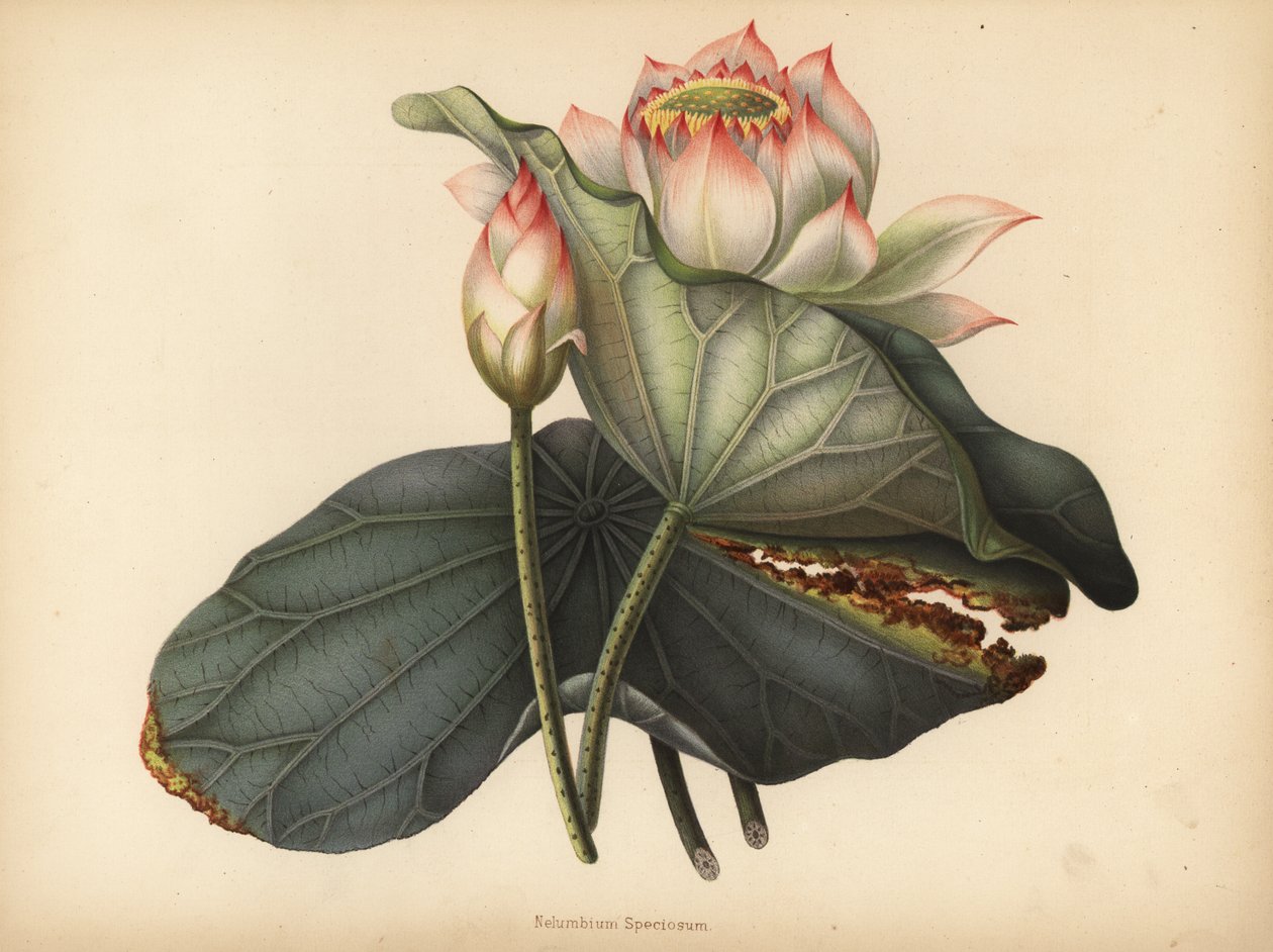 Indiai lótusz, Nelumbo nucifera (Nelumbium speciosum) alkotó: Unknown