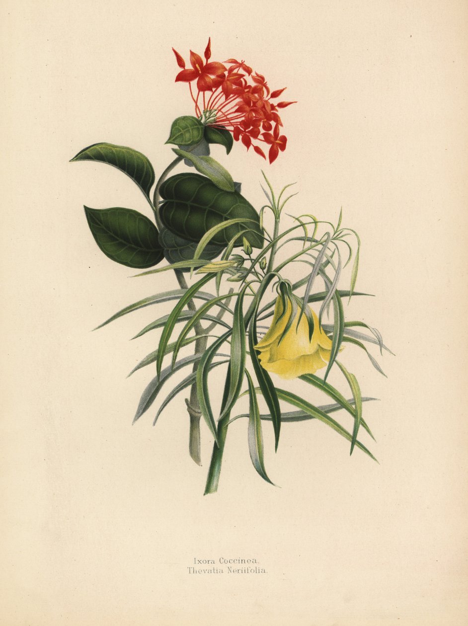Dzsungel muskátli, Ixora coccinea és sárga leander, Thevetia neriifolia, Cascabela thevetia alkotó: Unknown