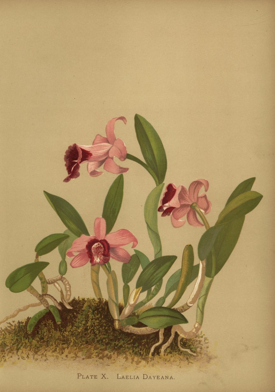 Laelia dayana vagy Cattleya bicalhoi orchidea alkotó: Unknown