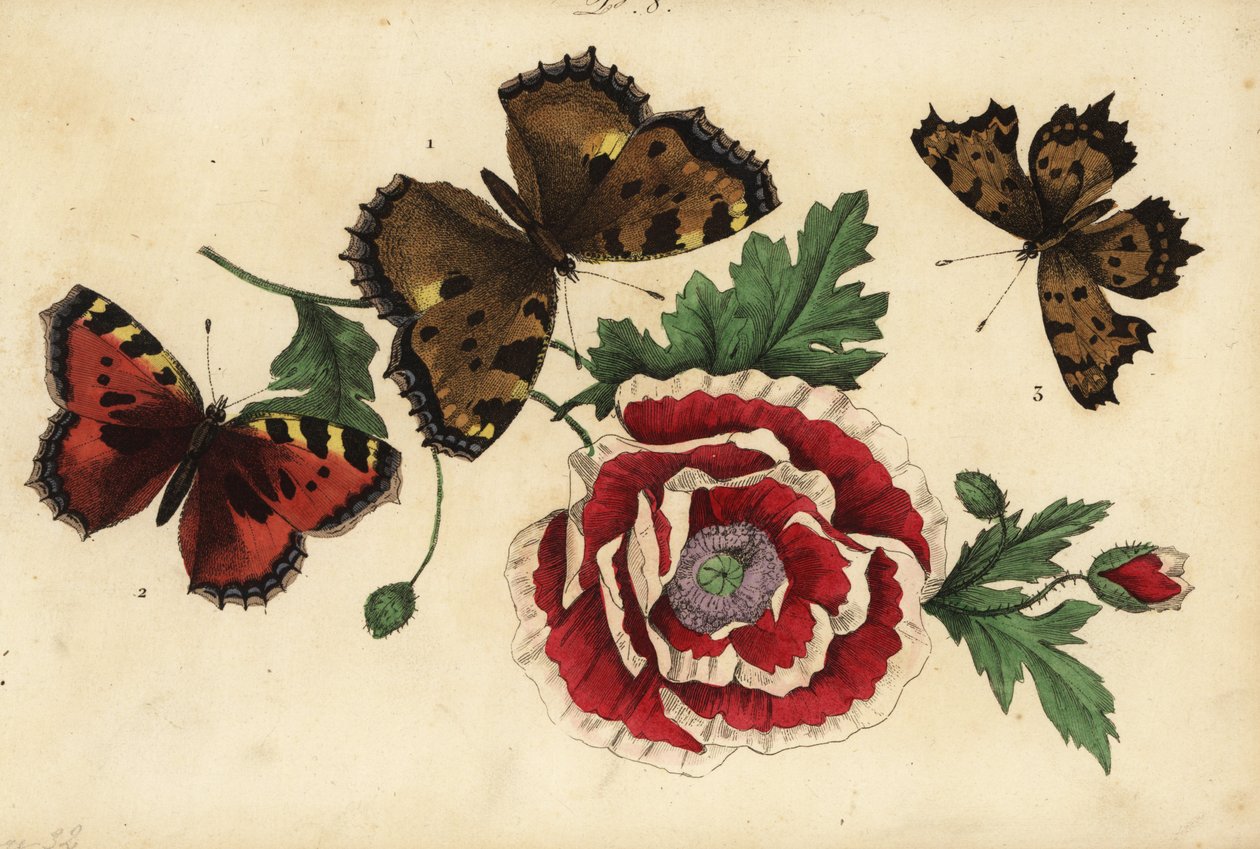 Nagy teknősbéka, Nymphalis polychloros 1, kis teknősbékahéj, Aglais urticae 2 és vesszőlepke, Polygonia c-album 3, mákkal alkotó: Unknown